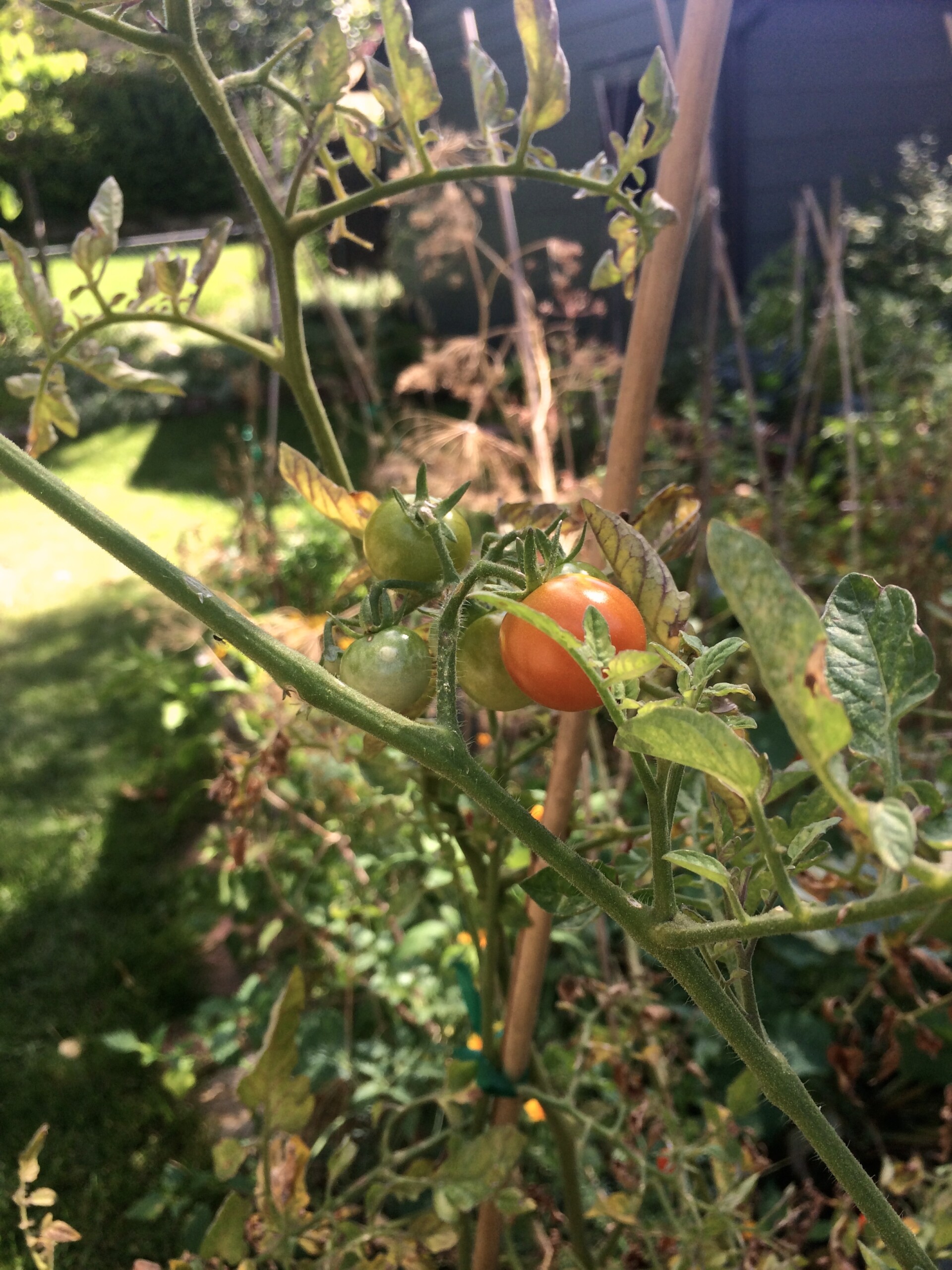 cherry tomatoes ripening in the sun