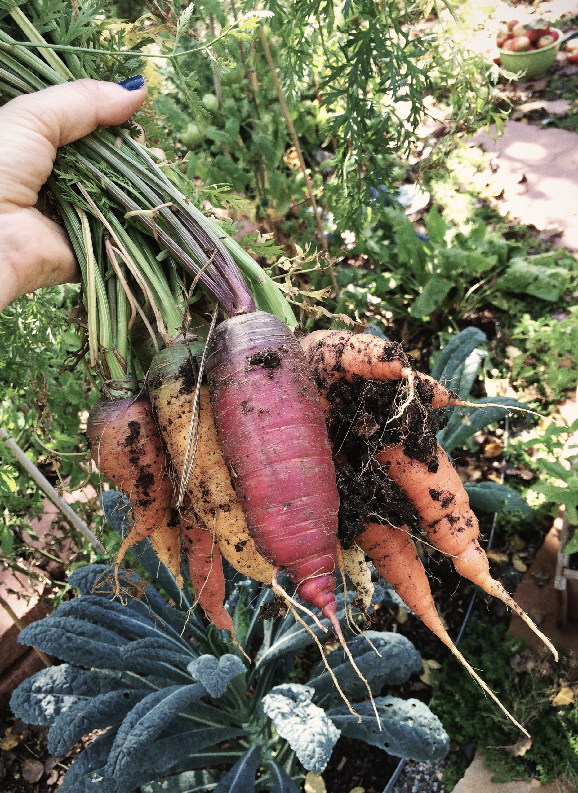 heirloom carrots in my hands