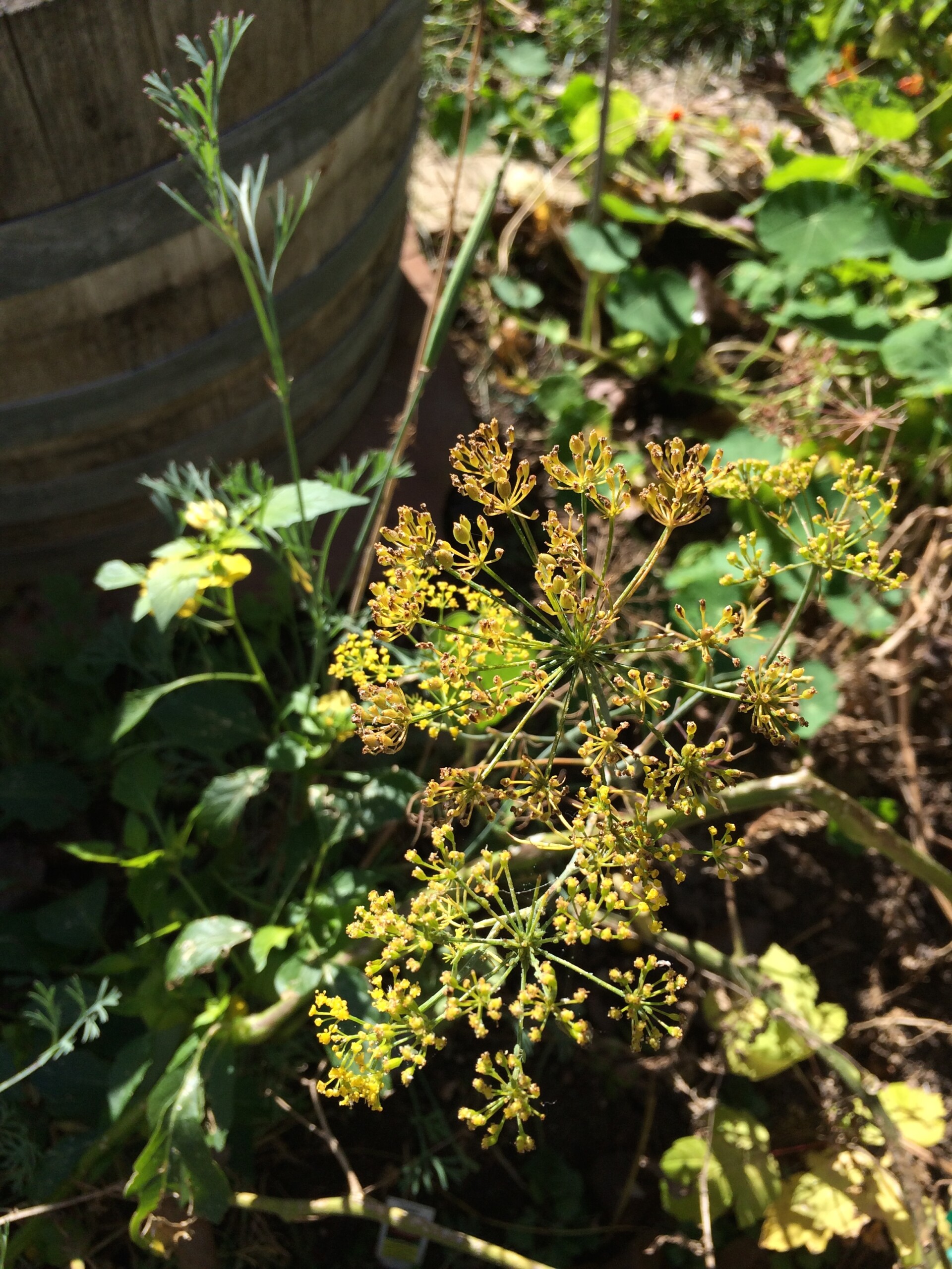 dill blossoms near the wine barrels