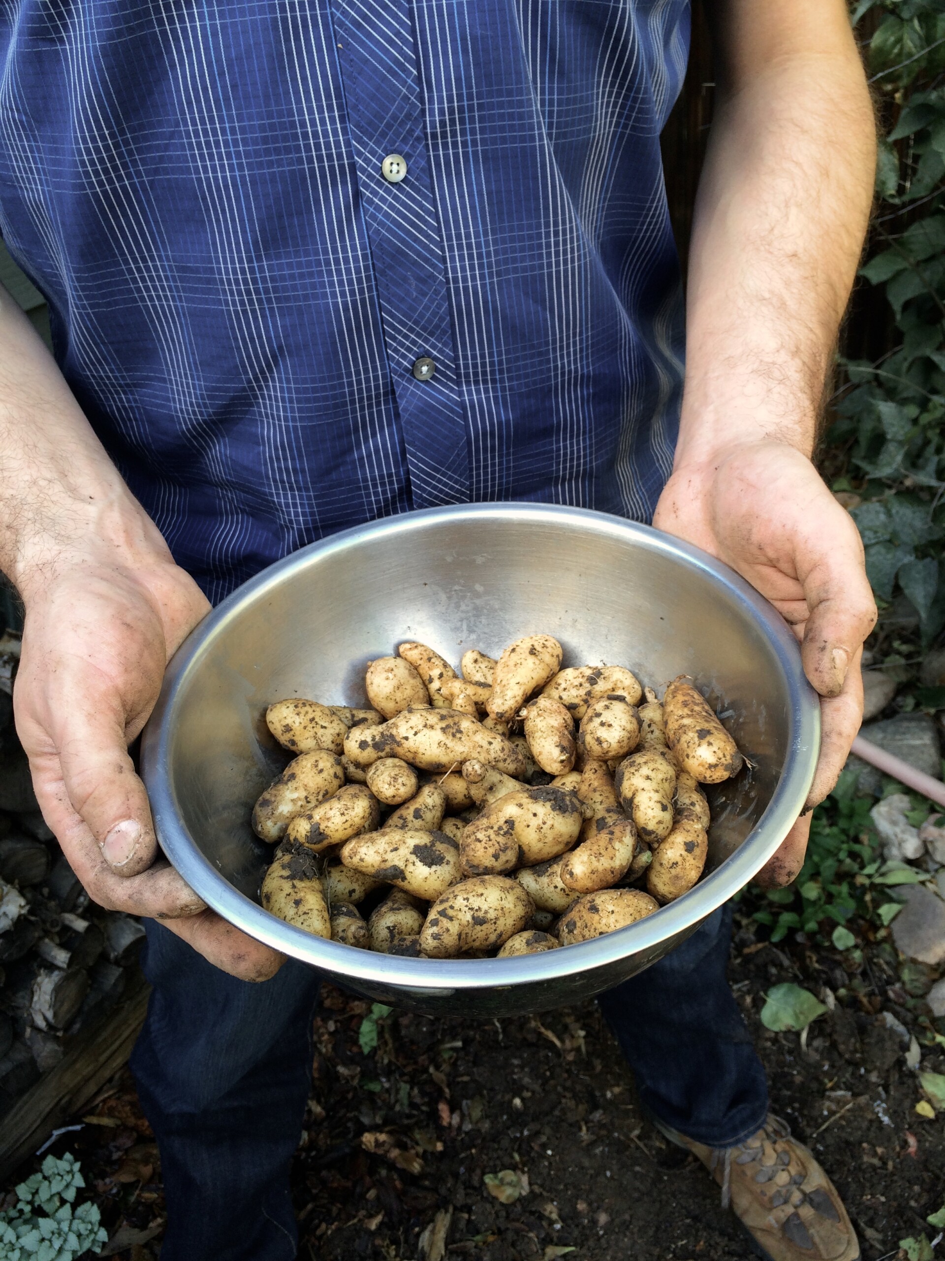 fingerling potatoes in a bowl with someone holding it