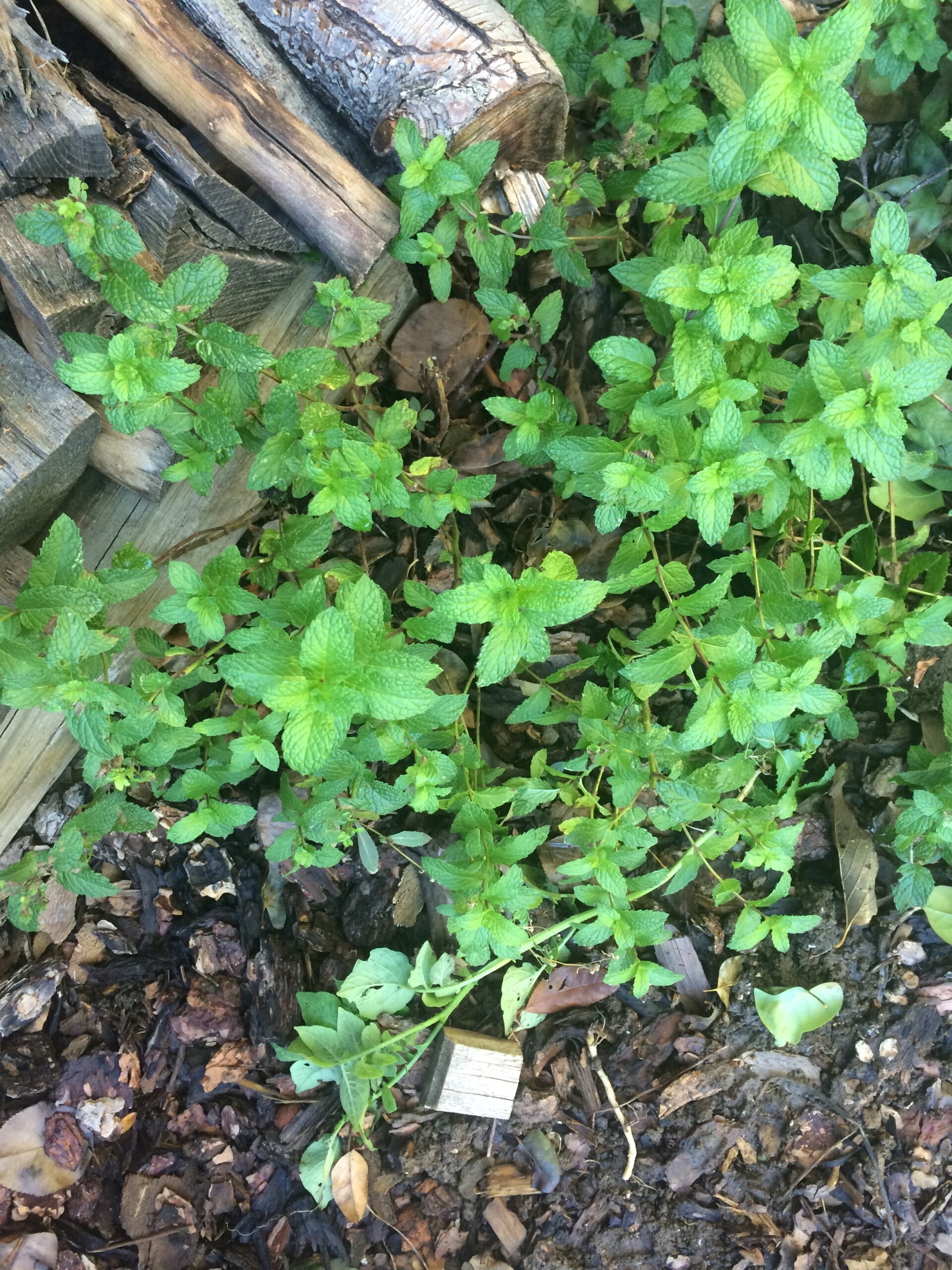 orange mint growing near the woodpile