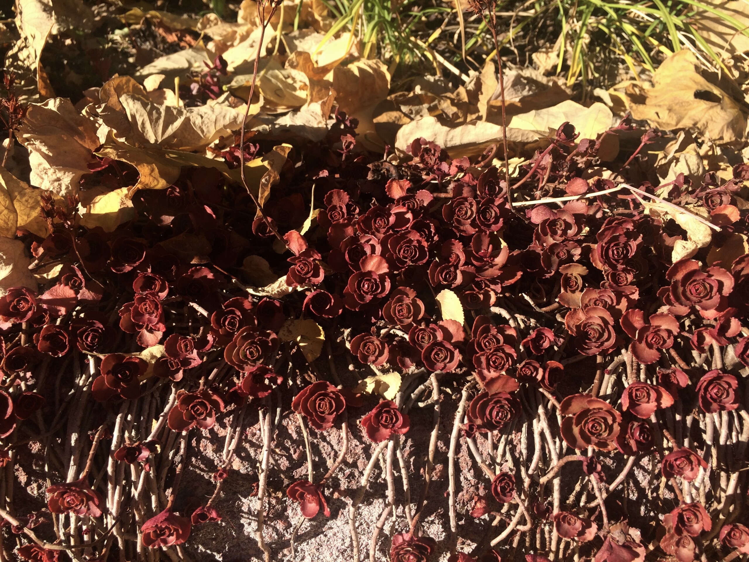 sedum spilling over garden wall