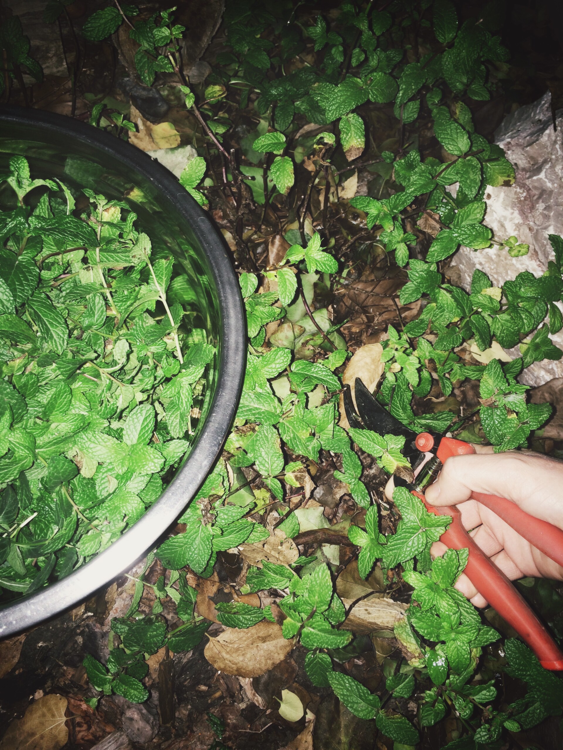 harvesting mint at night