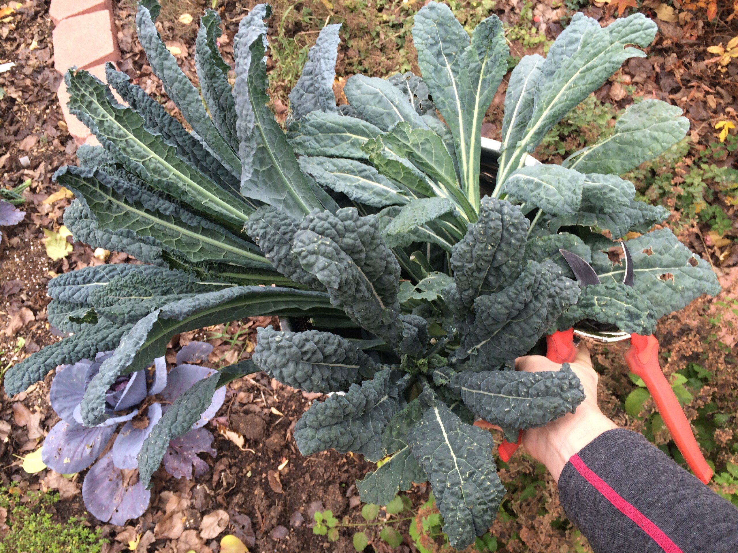 freshly picked kale from the garden