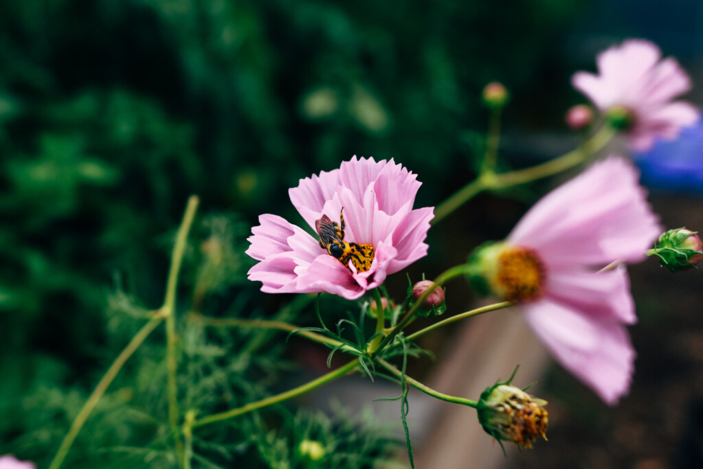 Pink cosmos flower in a garden with a honeybee in the center of it.