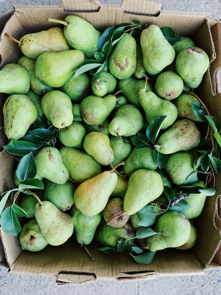 Basket filled with freshly picked seasonal, green pears.